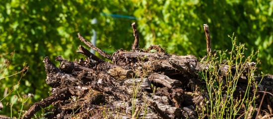 Viticulture : aide à l’arrachage définitif de vignes