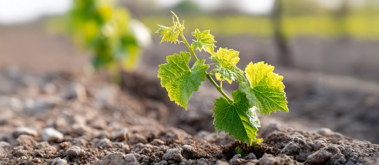 Viticulture : prolongation de la durée de validité de certaines autorisations de plantation