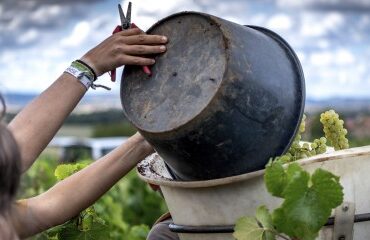 Viticulture : hébergement des saisonniers sous tente