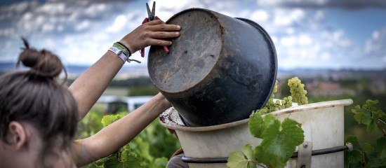 Viticulture : hébergement des saisonniers sous tente