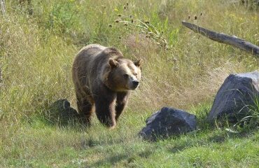 Elevage : du nouveau pour l’effarouchement des ours