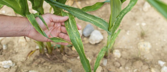 Sécheresse : un plan d’urgence pour soutenir les agriculteurs