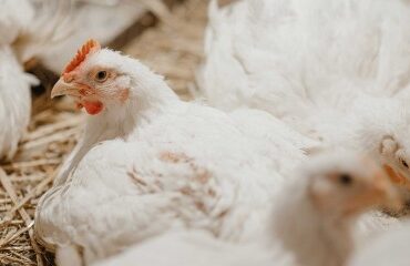 Aviculture : une aide pour les entreprises d’accouvage impactées par la grippe aviaire