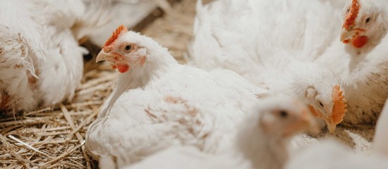 Aviculture : une aide pour les entreprises d’accouvage impactées par la grippe aviaire