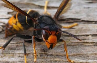 Apiculture : un plan national de lutte contre le frelon asiatique