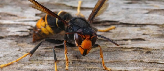 Apiculture : un plan national de lutte contre le frelon asiatique