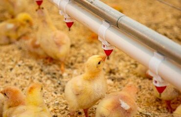 Aviculture : indemnisation des éleveurs impactés par la grippe aviaire