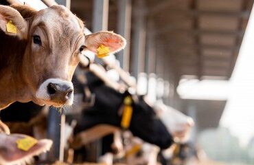Élevages bovins, ovins et caprins : montant des aides Pac 2026