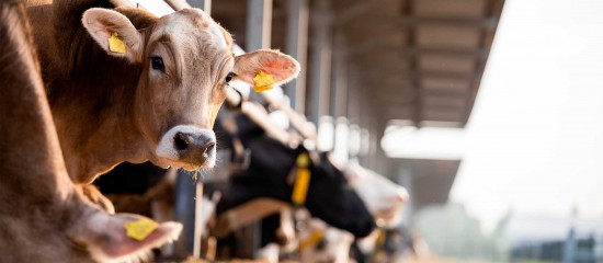 Élevages bovins, ovins et caprins : montant des aides Pac 2026