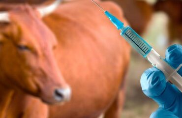 Elevage bovin : mesures de lutte contre la dermatose nodulaire contagieuse