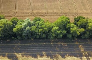 Destruction de haies : la nouvelle procédure à suivre